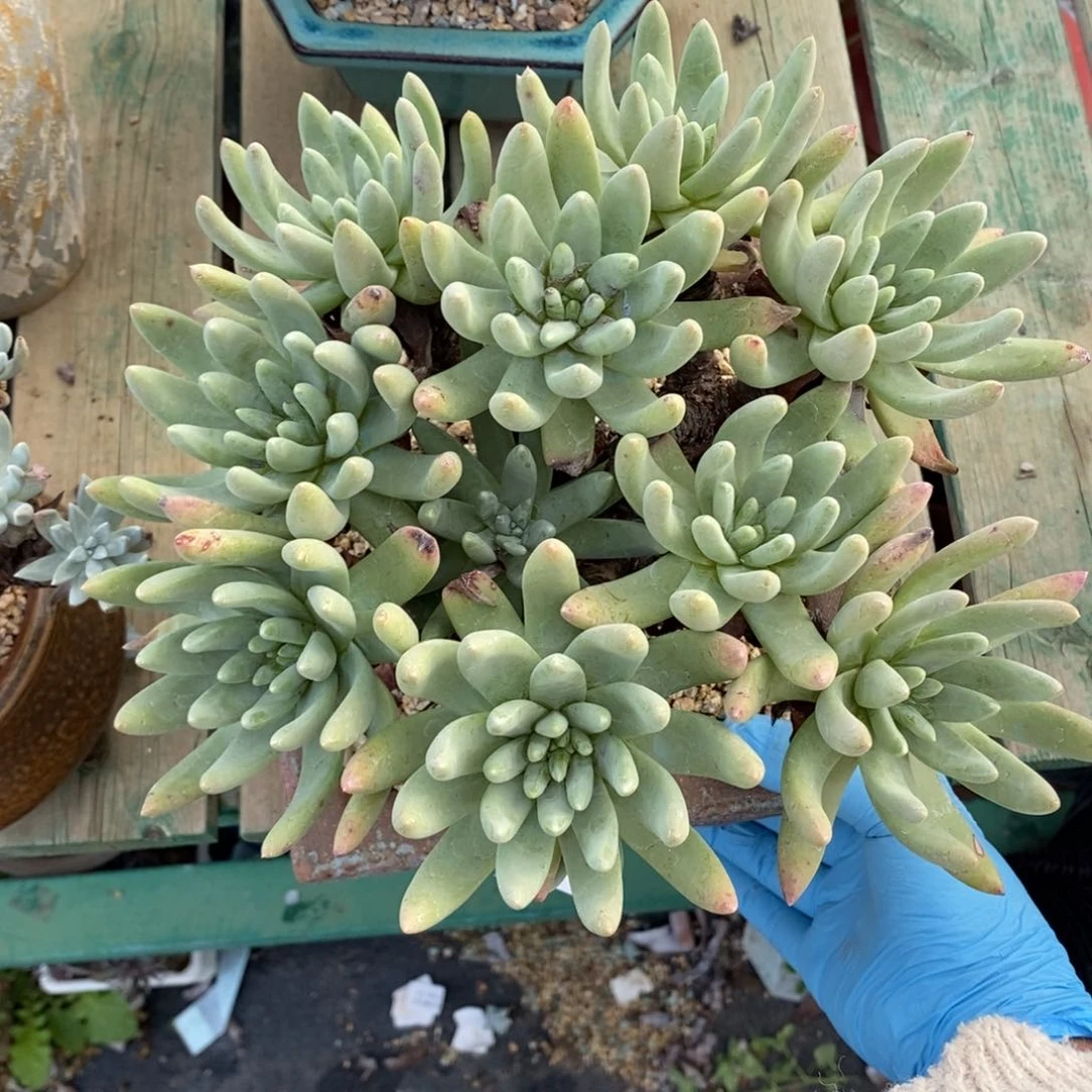 21号绿拇指大群杂瑕疵