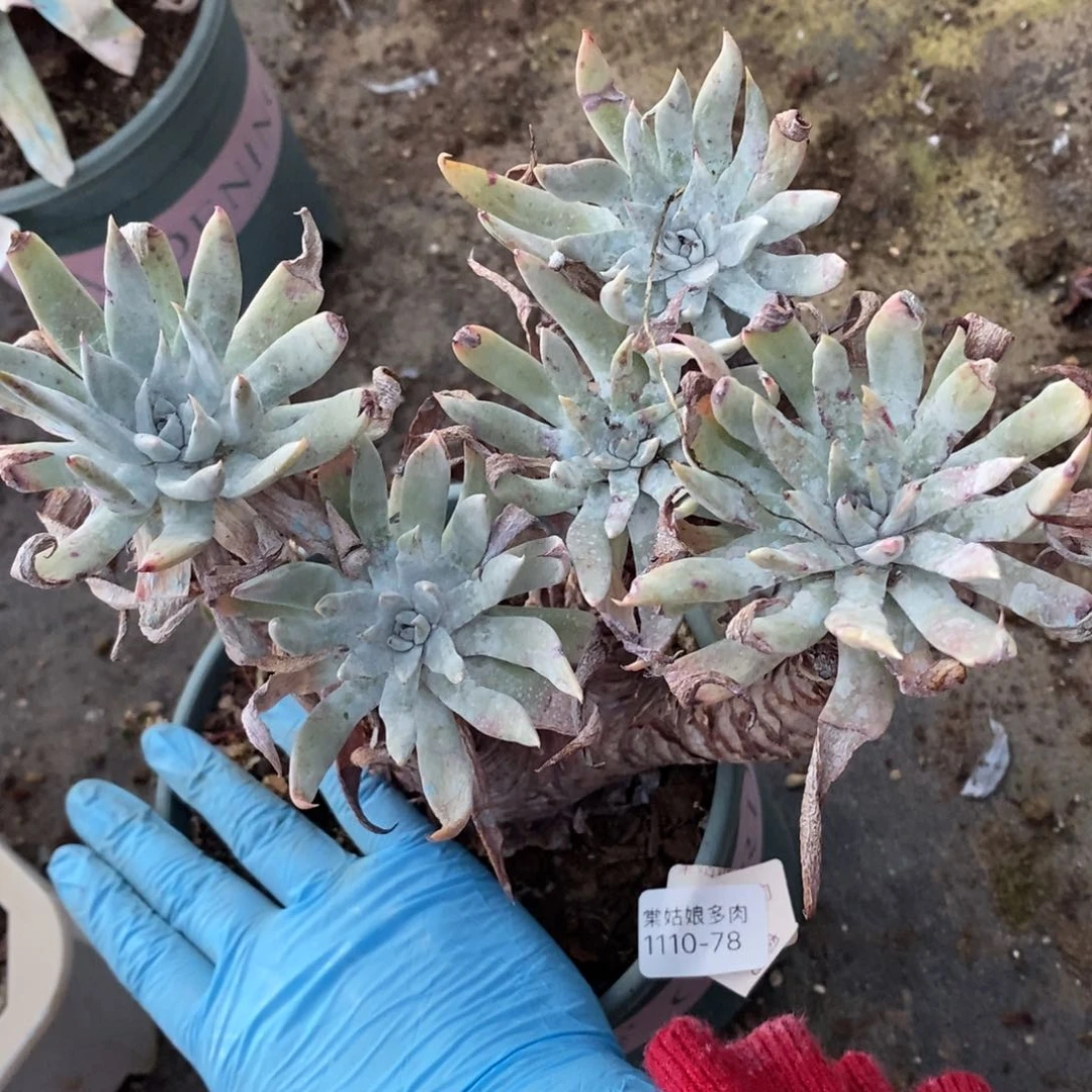 78号白菊杂粗腿子