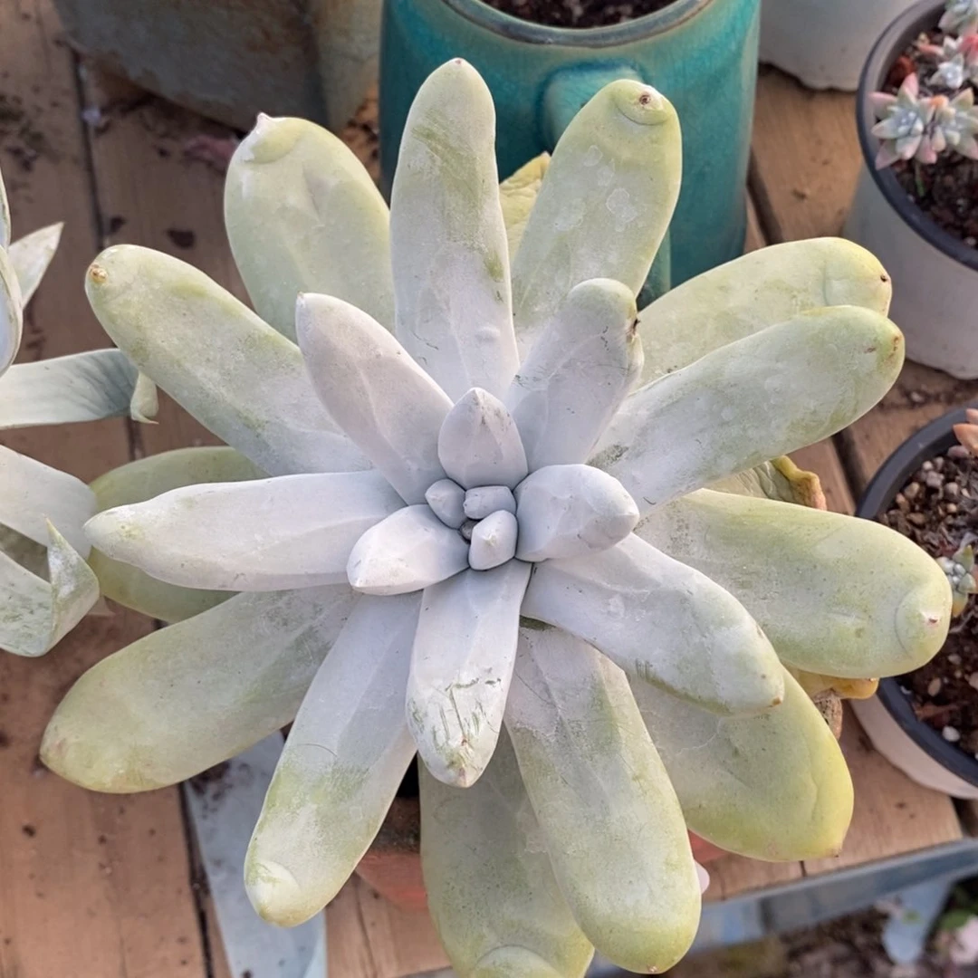 100号拇指粗腿子单