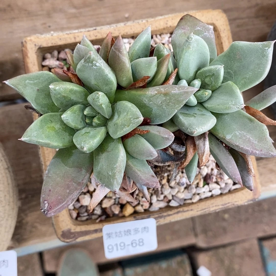 68号苹果叶粗腿子