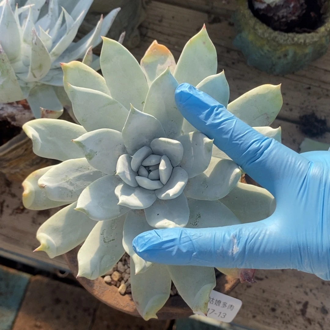 13号赛丽娜粗腿子