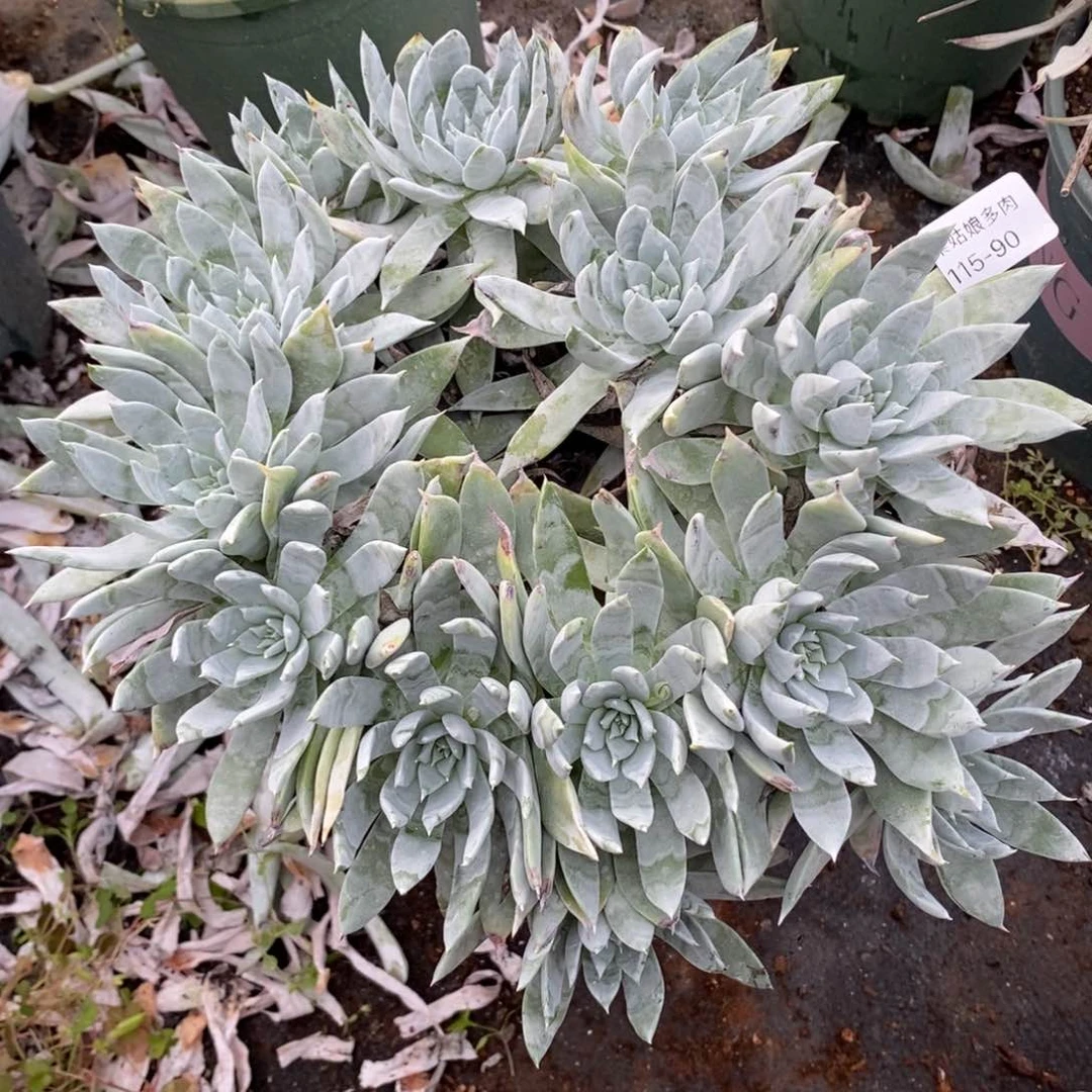 90号苹果叶微瑕疵粗腿