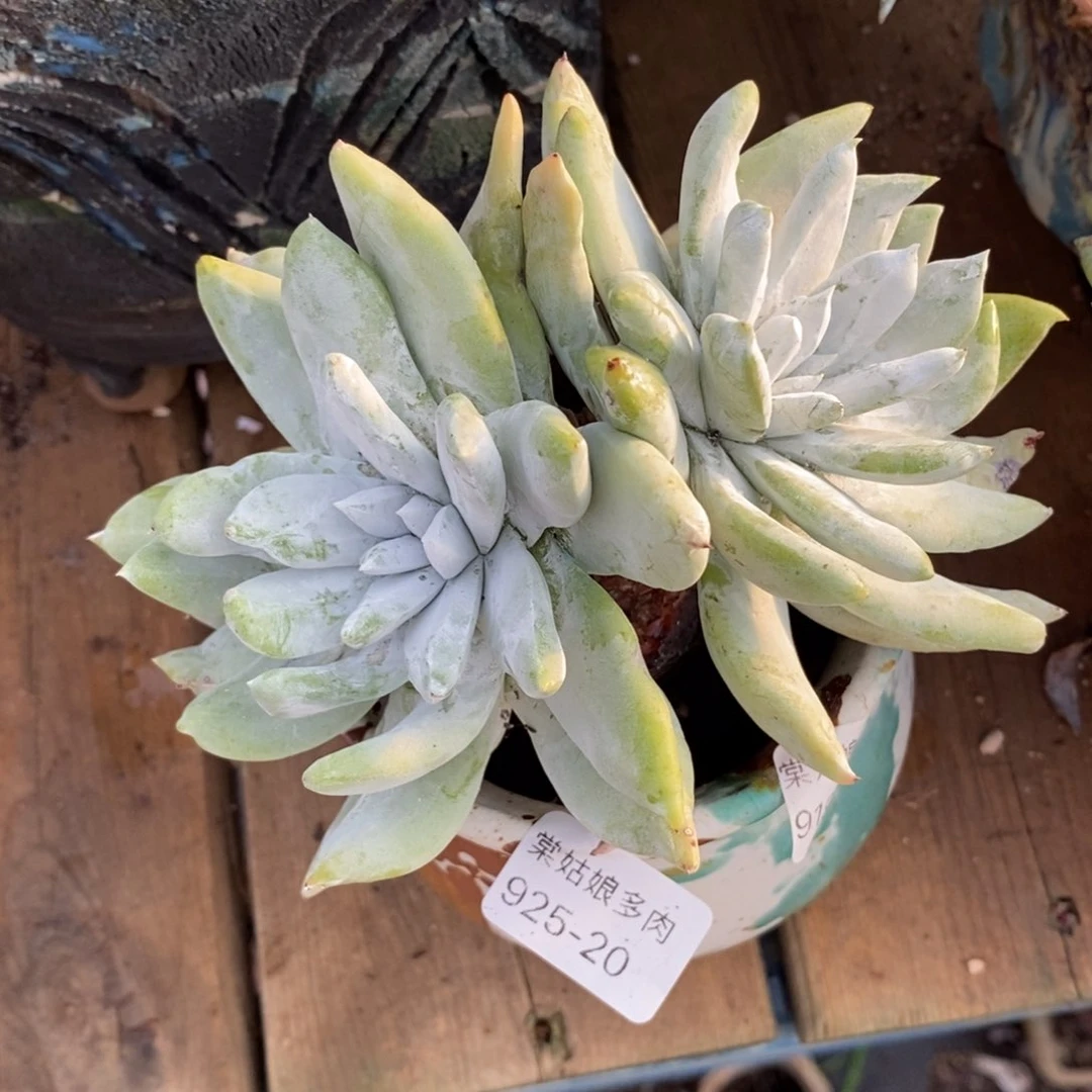 20号拇指群粗腿子