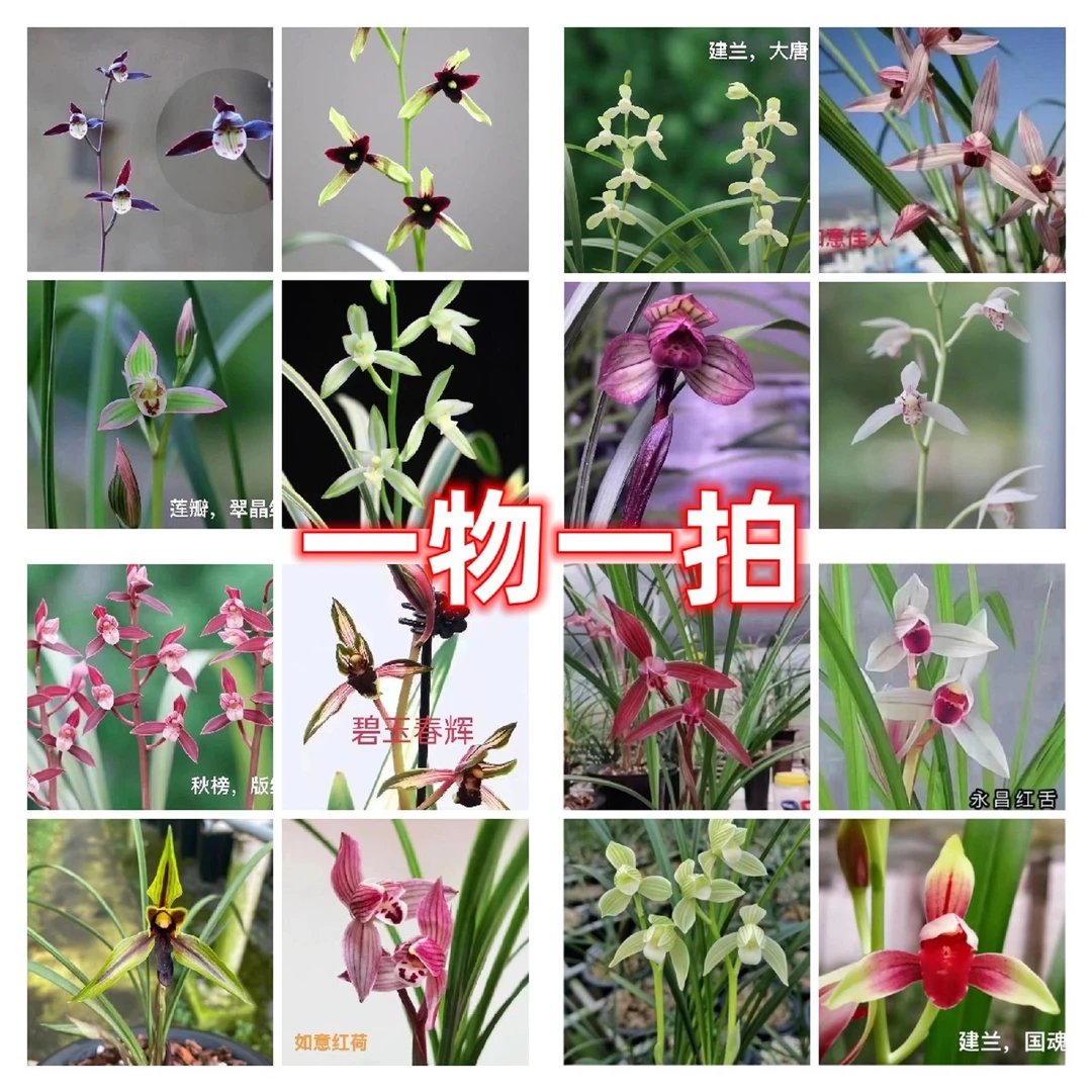 绿汇翔兰花直播间一物一拍现拍