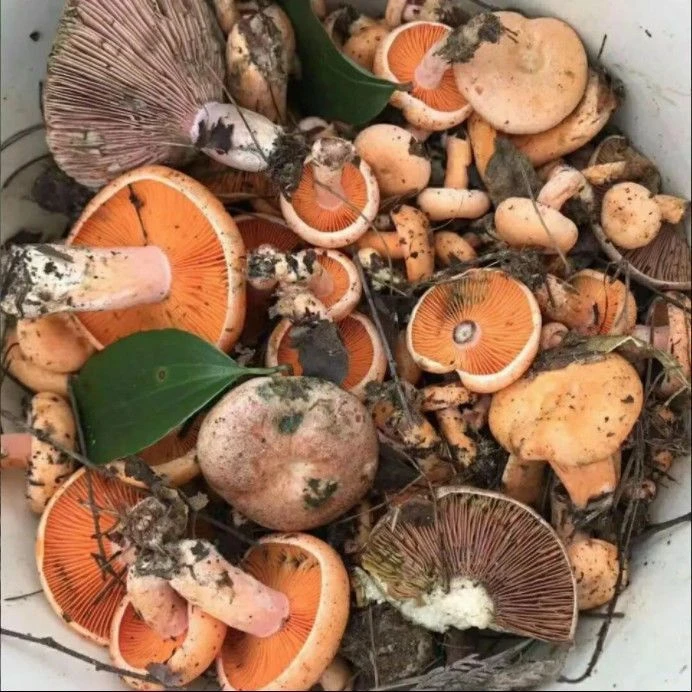 黄枞菌鸡枞菌高产子野生食用三把菇菌菇包三塔菌荔枝菌菌种家种子