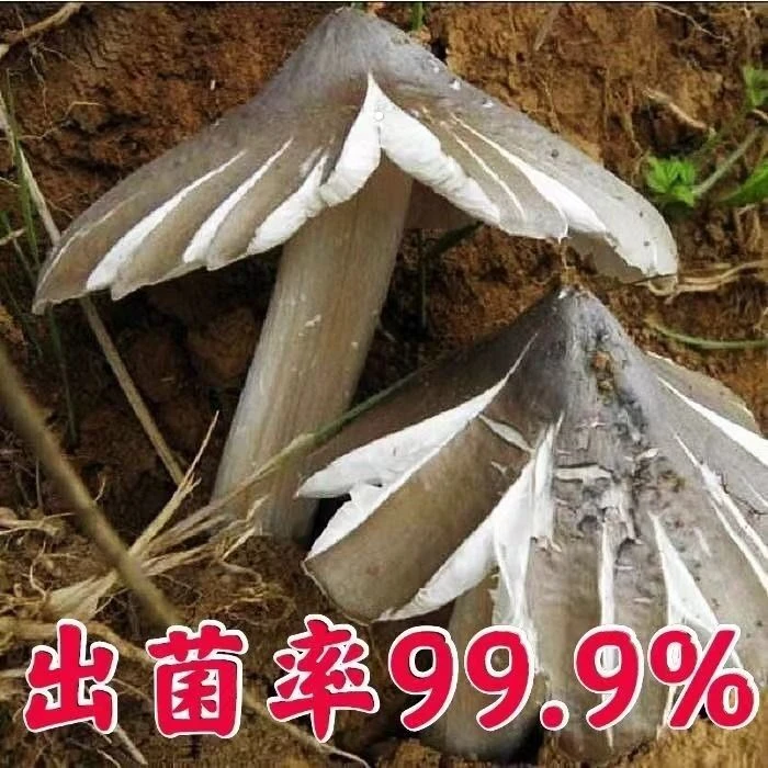 鸡枞菌种包三塔菌包高产量易种植盆栽种新款野生人工种植鸡枞菌