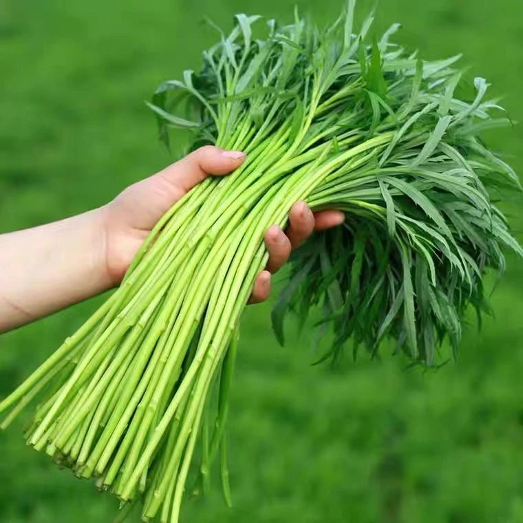 阳新湖蒿中国国家地理标志产品