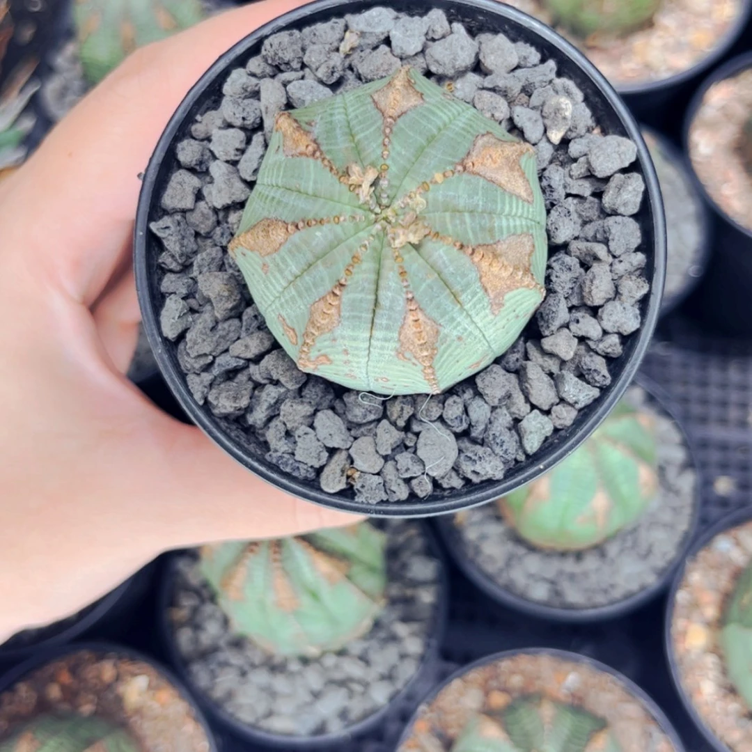 【闪购商品】不**呢布纹球