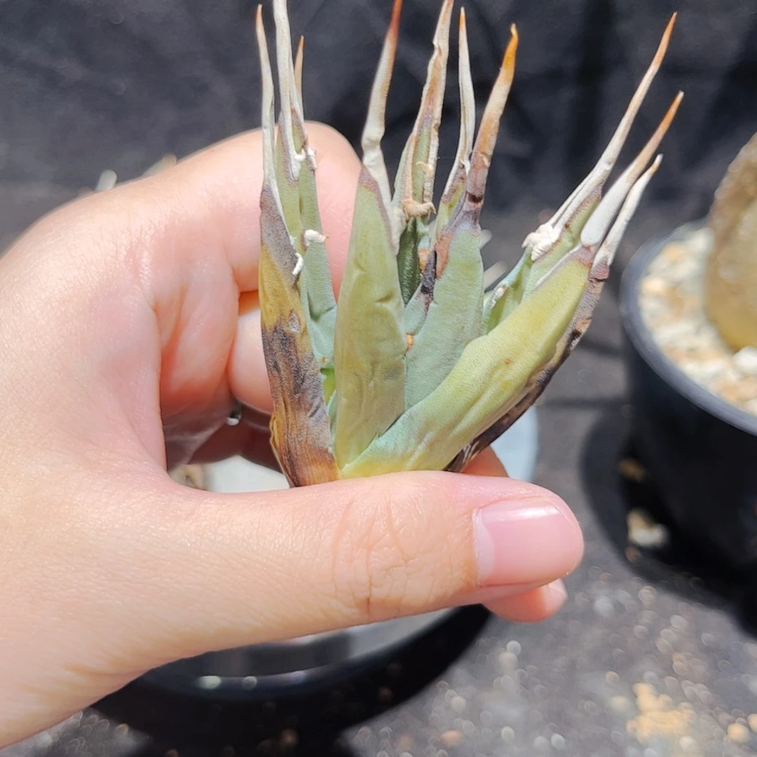 【闪购商品】钻*妖炎