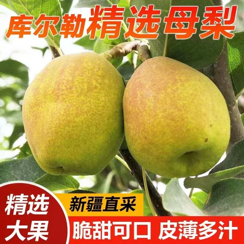 【产地直发】新疆库尔勒香梨新鲜梨子脆甜多汁大果脆甜多汁