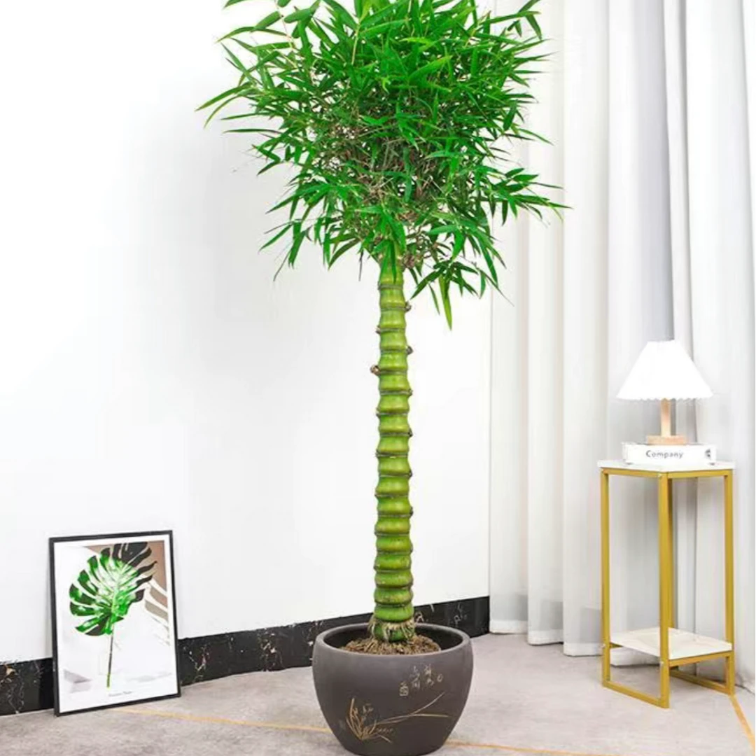 佛肚竹盆栽罗汉竹懒人绿植室外葫芦竹阳台室内办公室植物客厅绿植