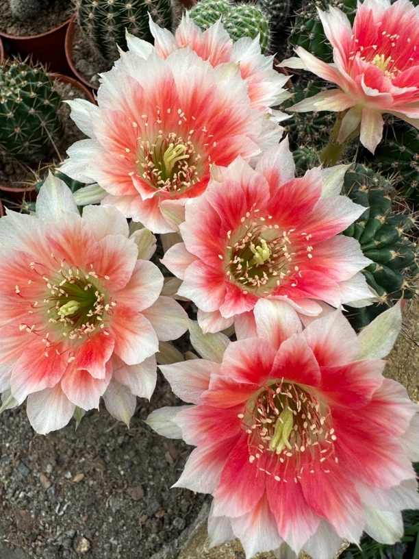 自根红雪丽花仙人球
