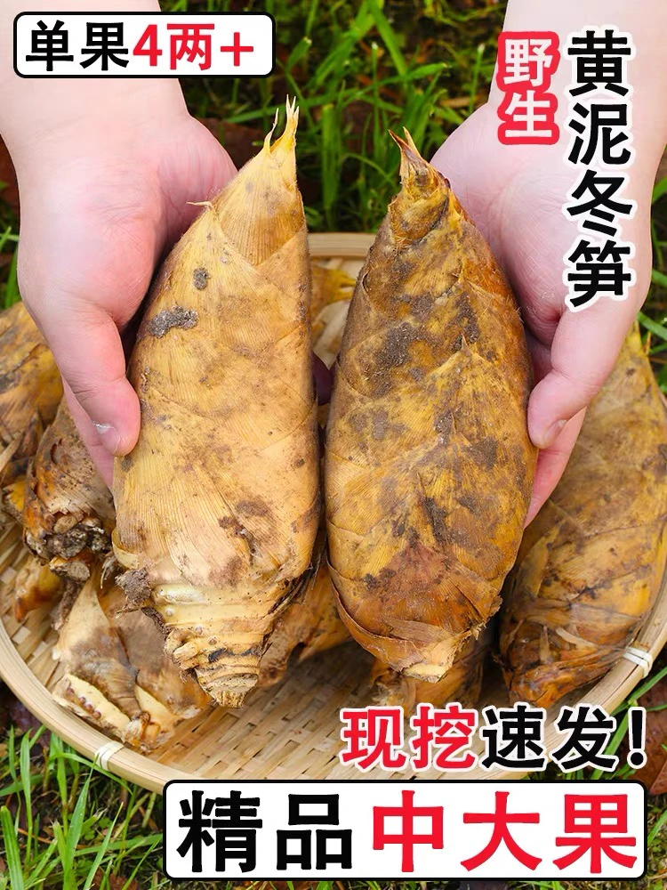 新鲜冬笋现挖现发精选湖南湘西毛竹笋楠竹笋黄泥笋包邮野生天然
