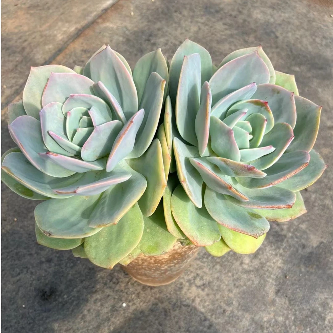 超大白凤 2头（血凤）巨无霸 不带盆 多肉植物 夏季空气晚上耐旱