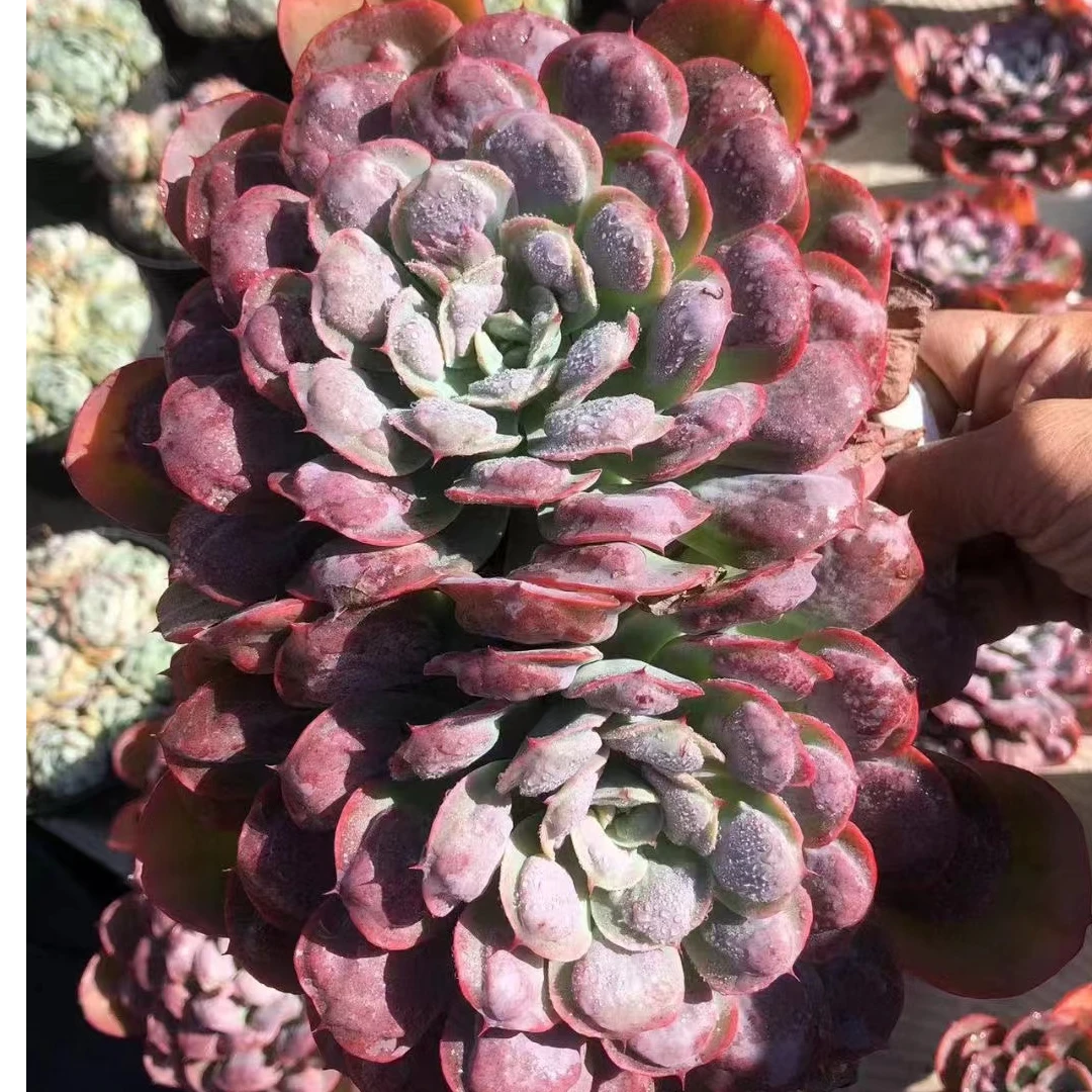 精品雨滴 多肉植物 2头起  好看又好养