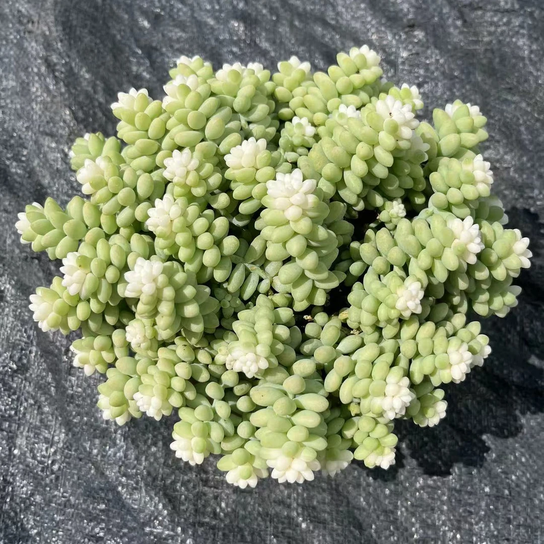 大盆雪花玉缀 带盆土多肉植物 室内养殖不褪色夏季空气晚上耐旱