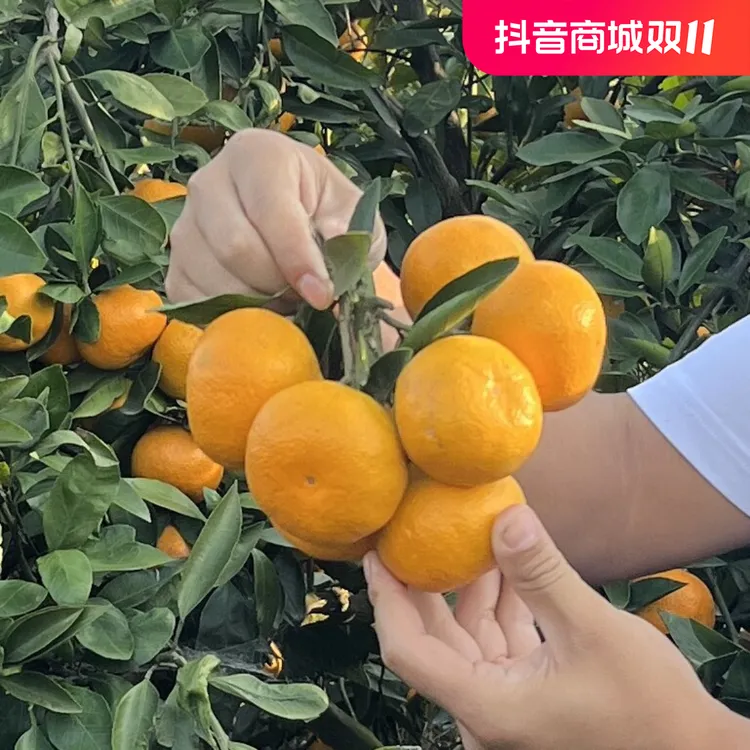 坏果包赔/卷桥的橘子公安县章庄铺荆南蜜橘酸甜新鲜蜜橘爆汁5斤