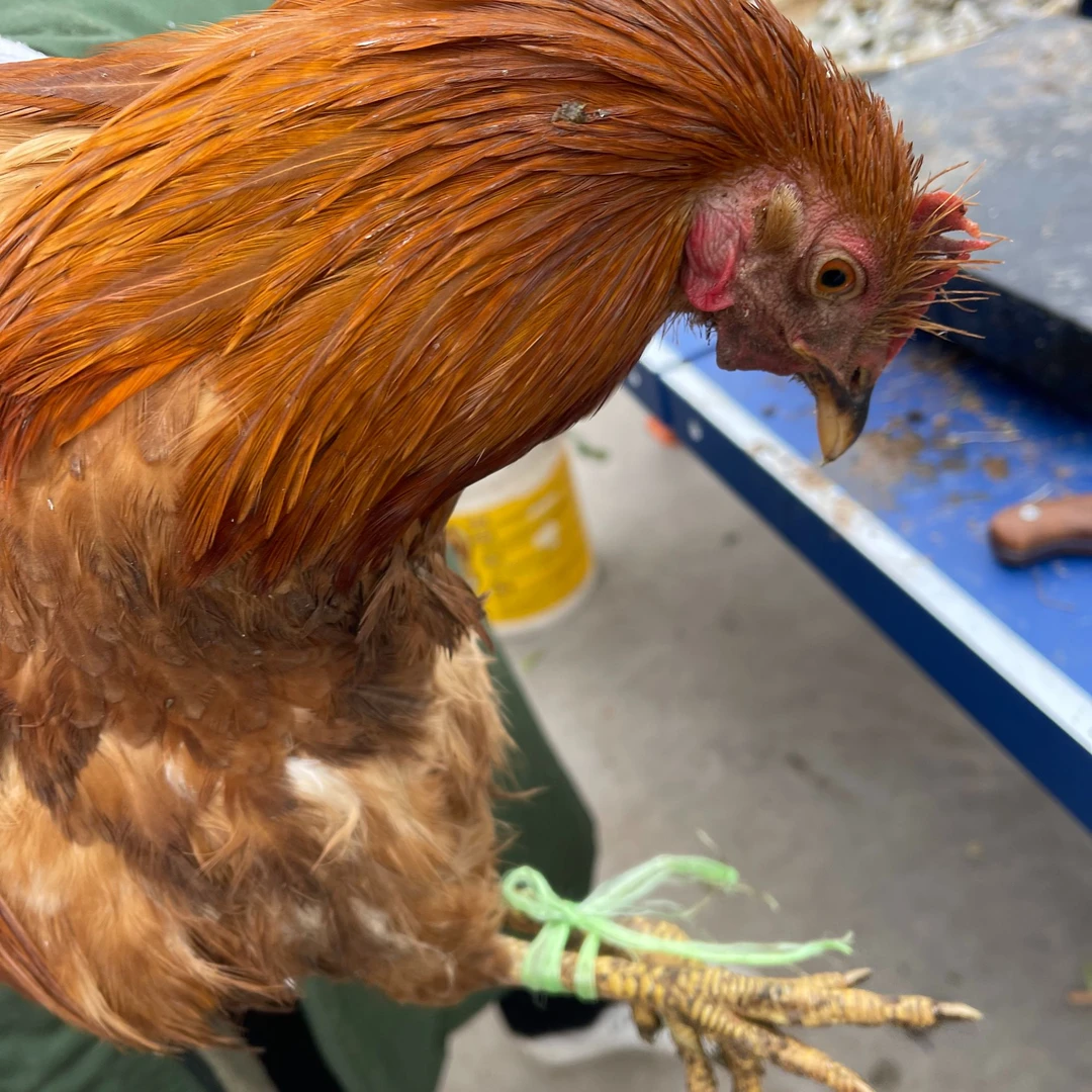 湖北农户土阉鸡2.5斤以上