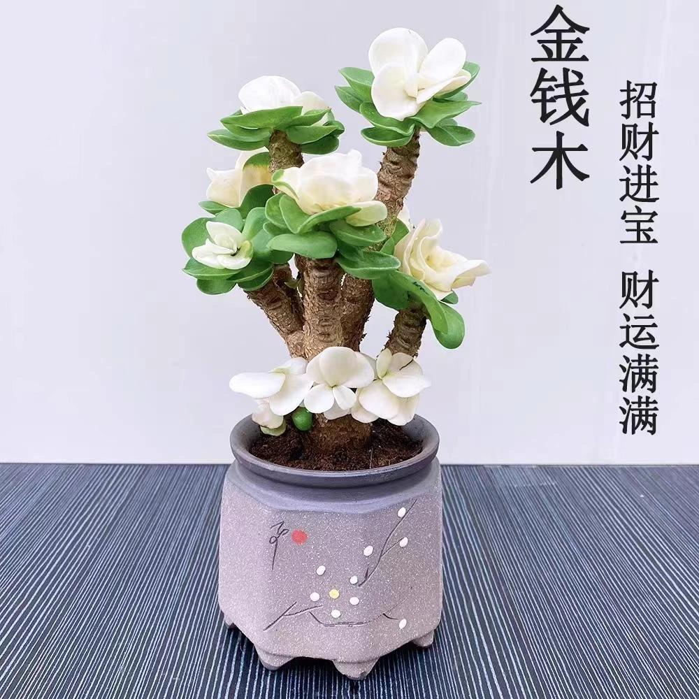 金钱木老桩多肉植物室内客厅绿植花卉好养易活办公室桌面招财盆景