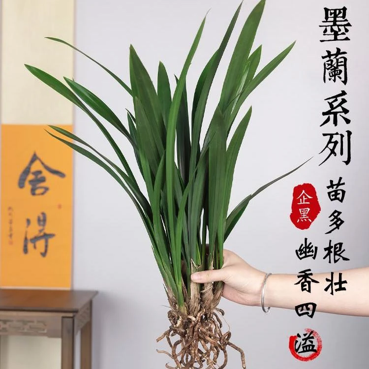 兰花盆栽墨兰企黑直销鲜花苗绿植花卉植物室内花带花苞冬四季好养
