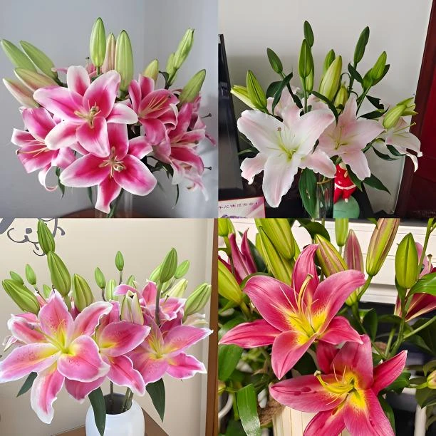 【斯丞百合】红色香水百合花（冻坏掉两个花苞不售后）