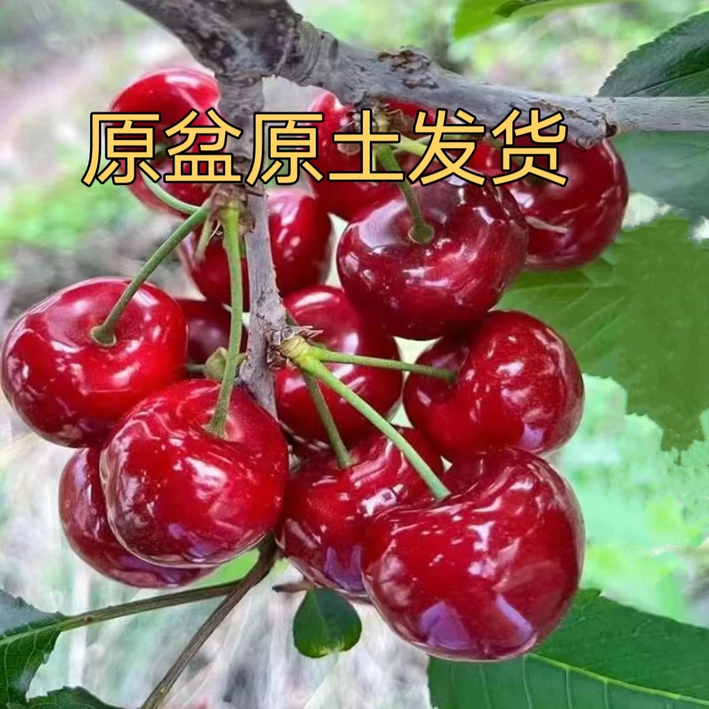 (原盆原土樱桃苗)自花授粉成活率高适合南北方盆栽地栽庭院种植