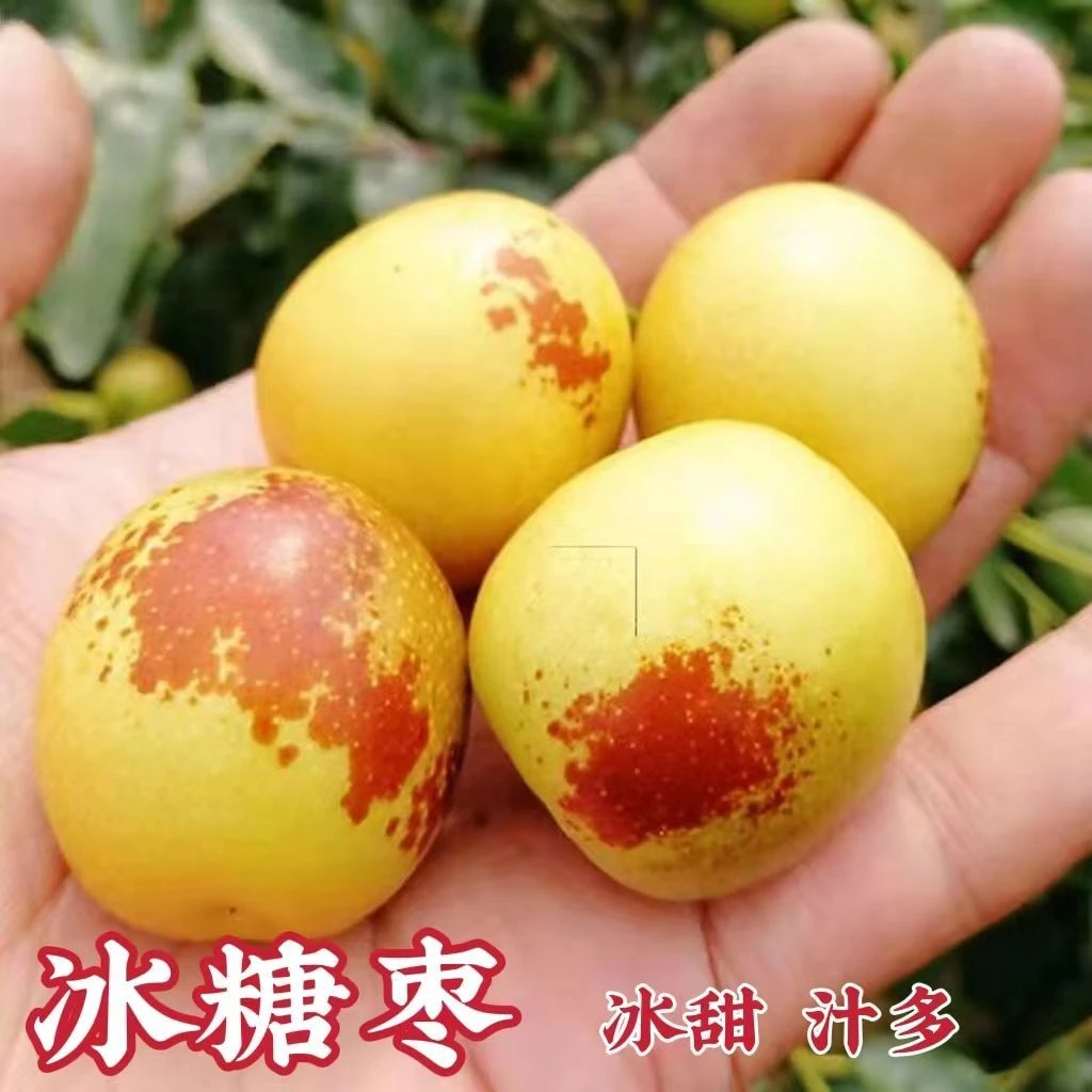正品对版冰糖冬枣南方北方种植庭院地栽盆栽苗当年结果