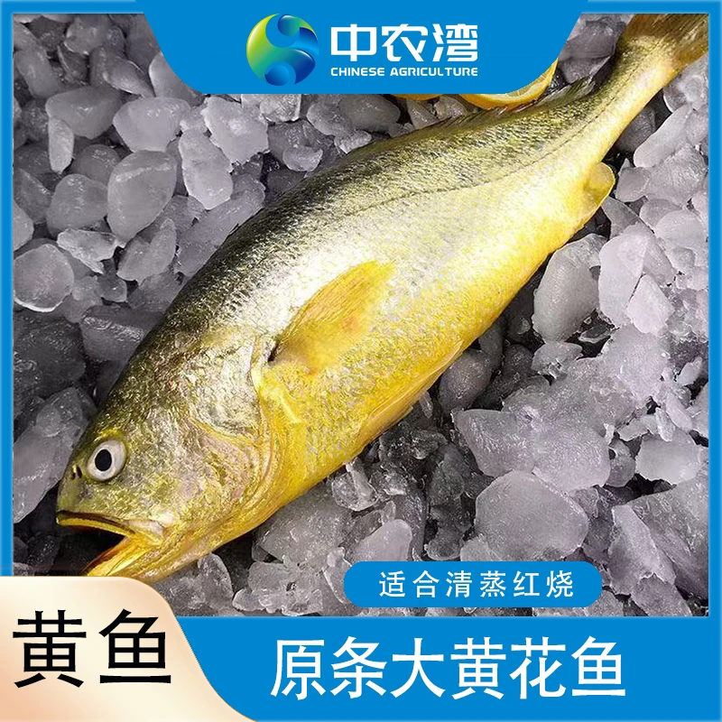 【中农湾】原条大黄鱼4条(8-9两/条*4)
