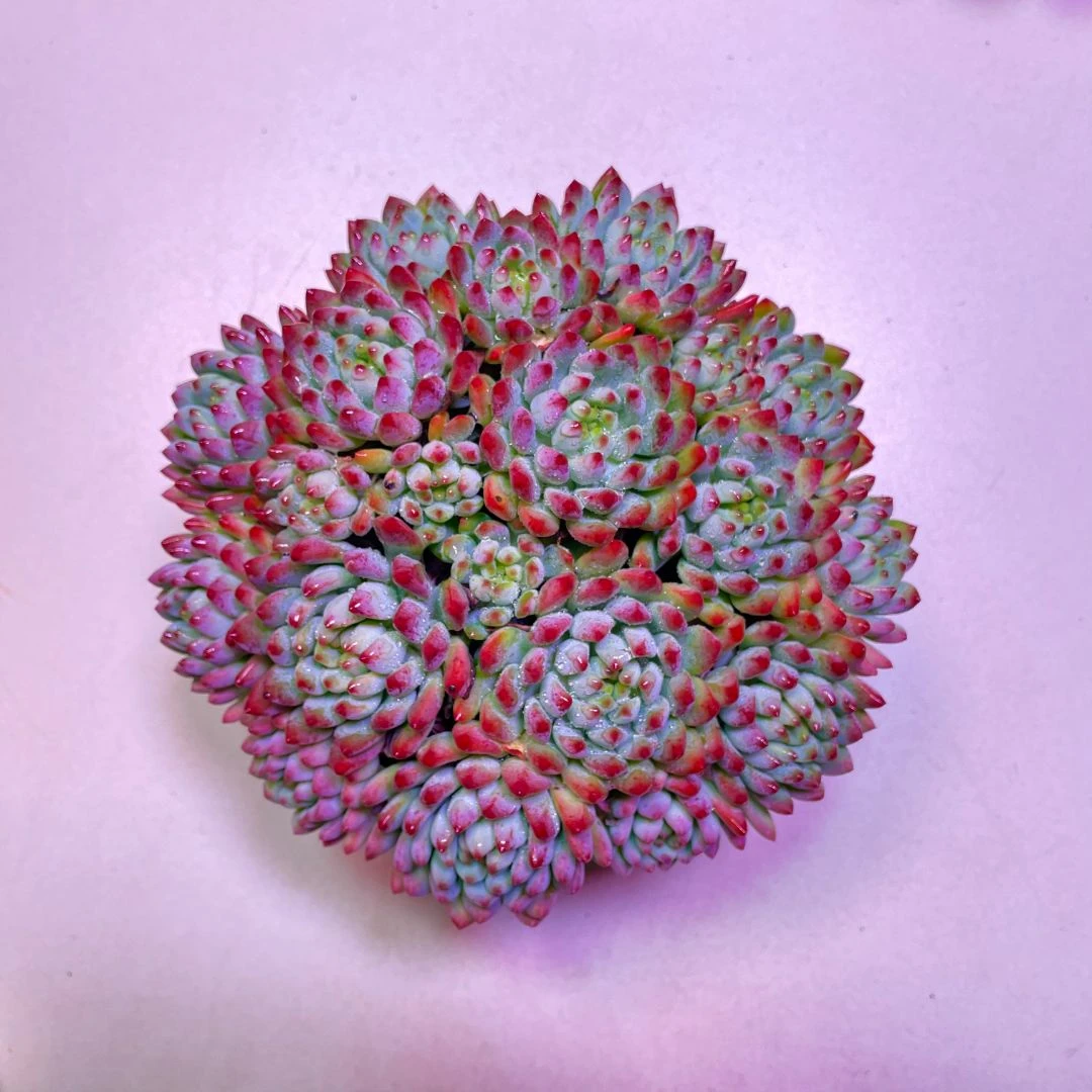 松果精灵多肉植物买一送一