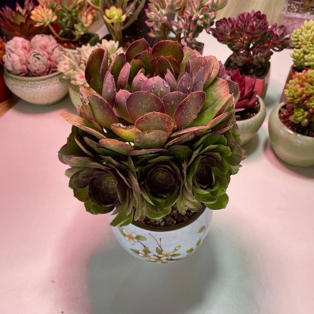 玫瑰大法师多肉植物