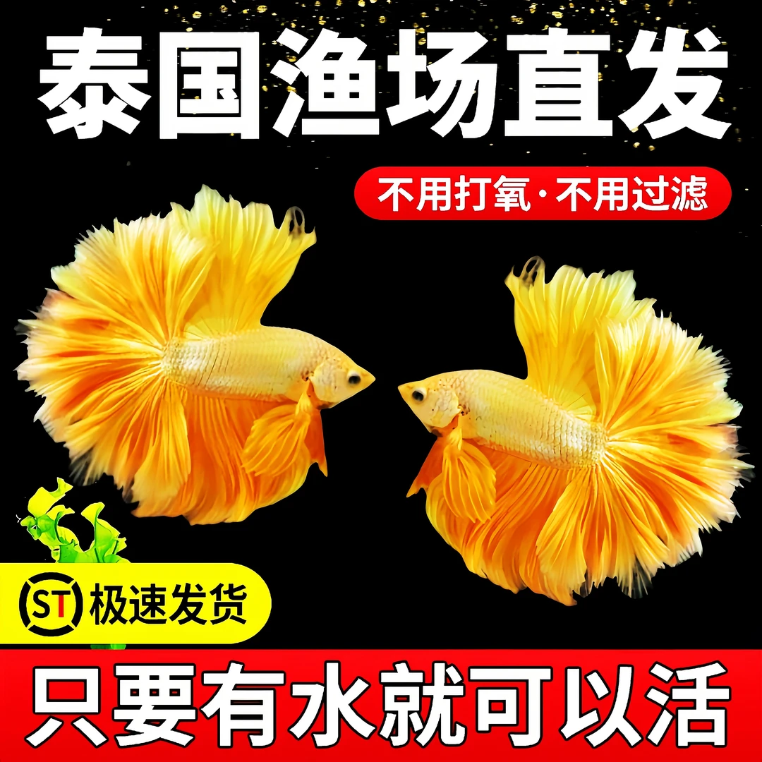 泰国斗鱼观赏鱼苗金鱼热带好养耐活鱼小型鱼缸淡水半月宠物婚纱鱼