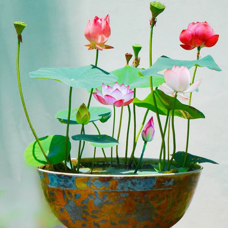 水培碗莲种无土水养荷花种睡莲植物盆栽