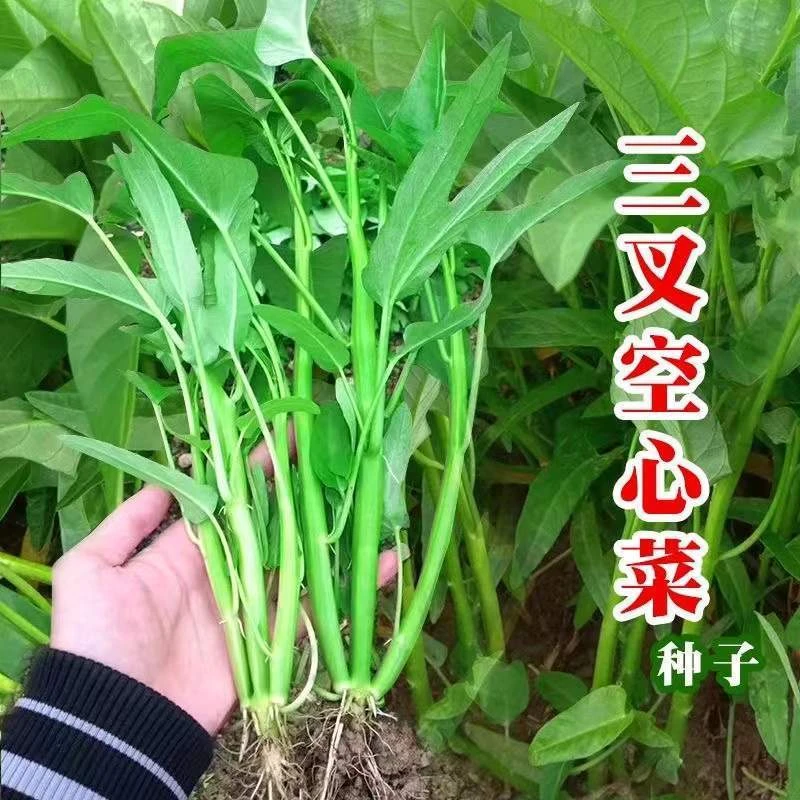 三叉空心菜种籽/蕹菜通菜/春秋四季播阳台盆栽菜园蔬菜种子小青菜