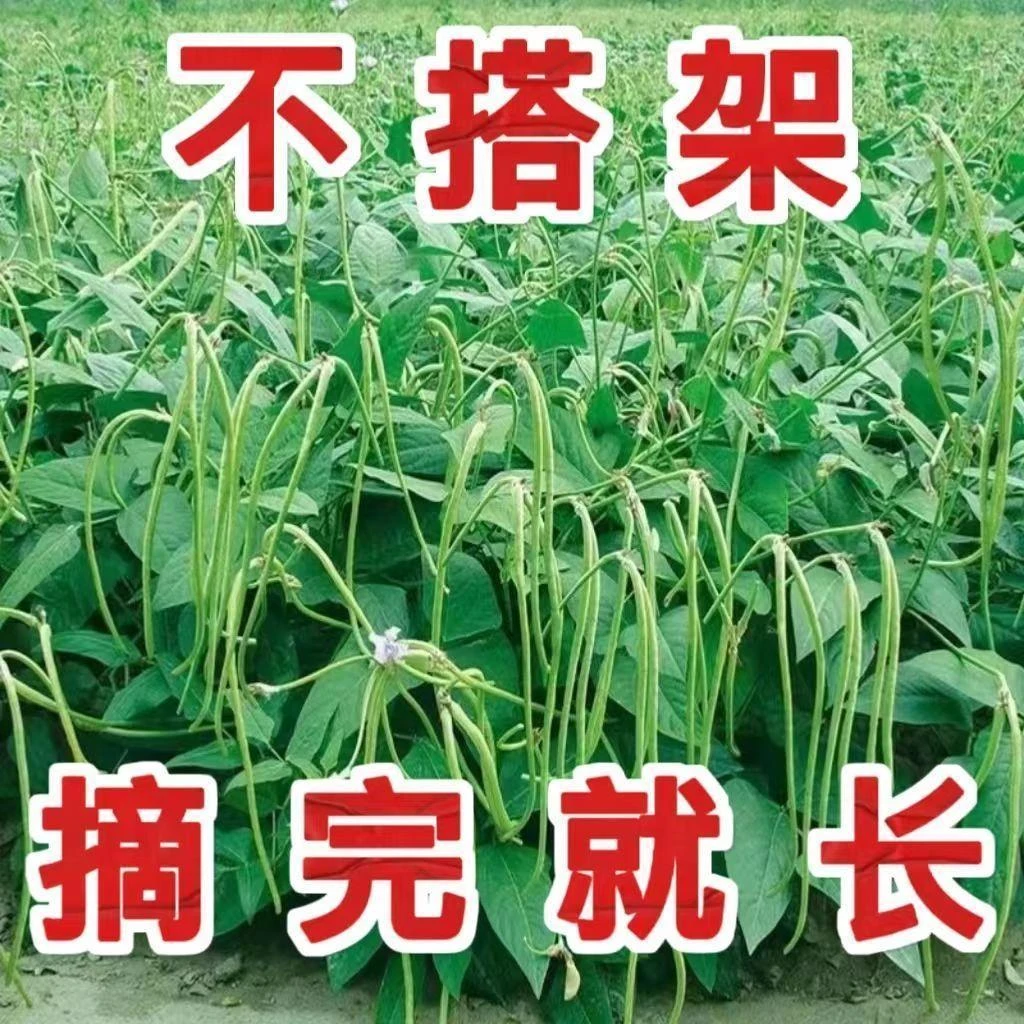 无架长豆角种子不用搭架子的长豆角蔬菜种籽四季播种长豇豆庭院