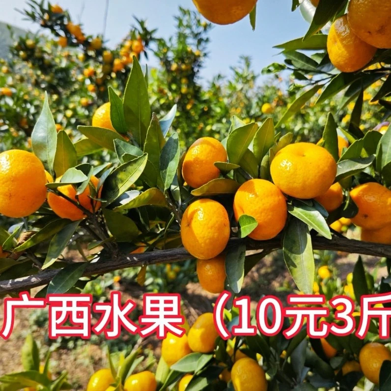 正宗广西高山小蜜桔新鲜采摘应季好吃水果包邮发货