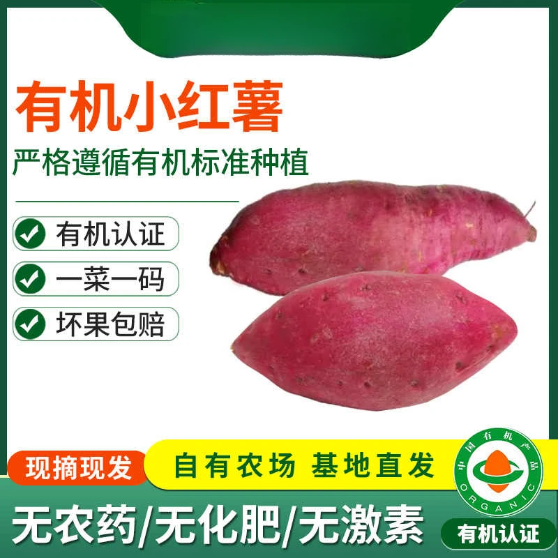 2024秋季鲜挖有机红薯