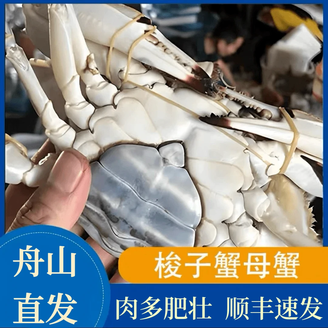 单只4-6两 肉母蟹舟山野生海捕液氮速冻梭子蟹 冻蟹 顺丰包邮
