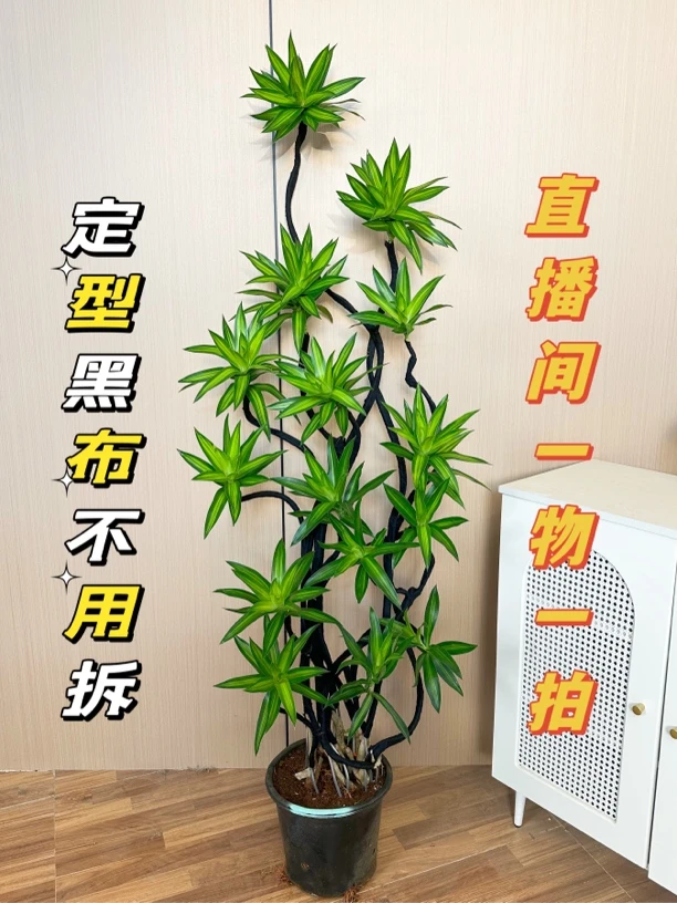 百合竹好养轻奢简约北欧风室内养大型老桩客厅真绿植净化空气简单