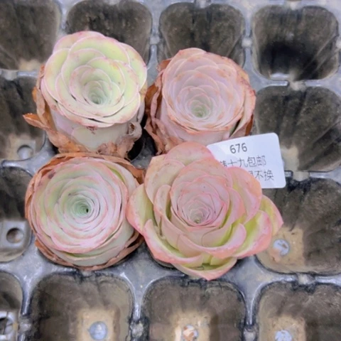 676 山地玫瑰福利不包损