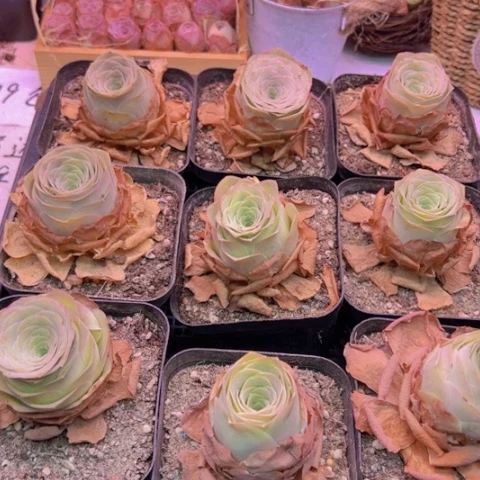 玉玲珑单颗福利一颗