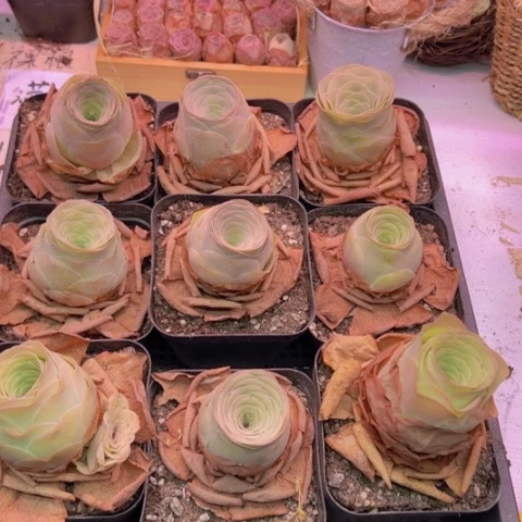 粉桃单颗帕系福利一颗