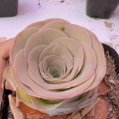 761 山地玫瑰基地福利