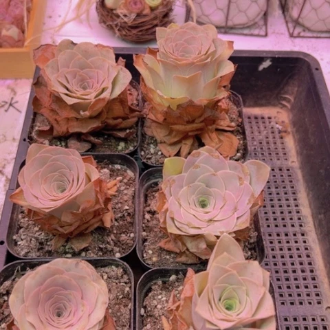 紫精灵单颗福利玫瑰一颗