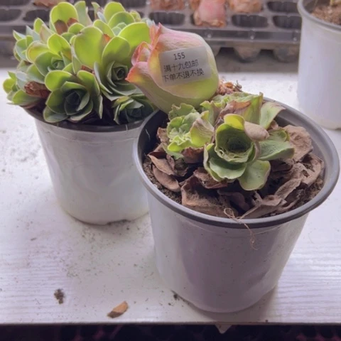 ?****活山地玫瑰基地不包损155