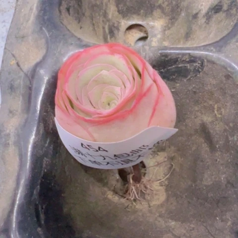 紫*454 山地玫瑰基地福利