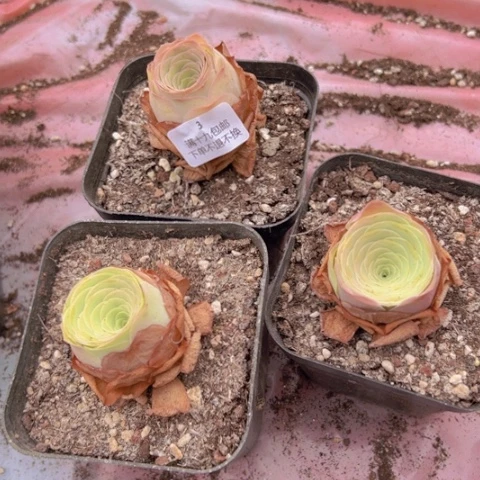3 山地玫瑰基地直发不包损