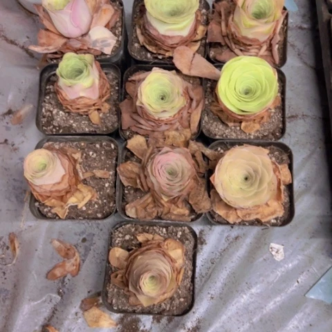 一*山地玫瑰基地不包损279