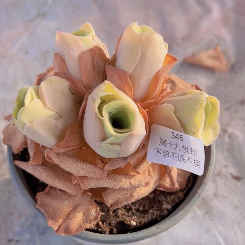 346 山地玫瑰基地直发不包损