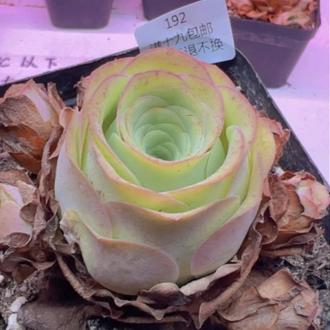 192 山地玫瑰基地不包损