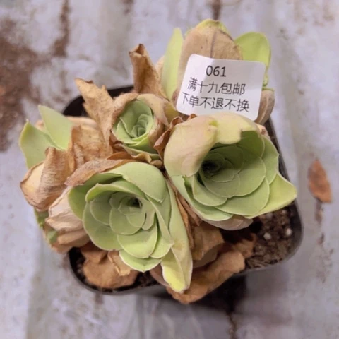 061 山地玫瑰基地福利不包损